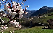 16 Fiori di melo con vista su Alino